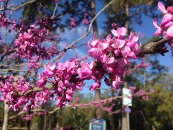 Redbud Blooms