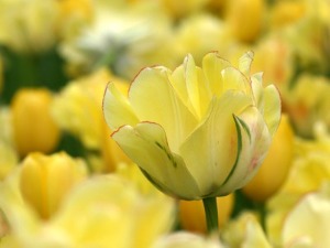 Yellow tulip flower