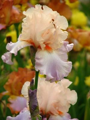 peach colored iris