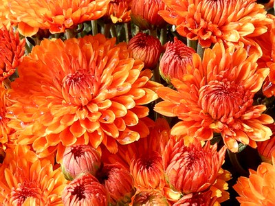 orange mum blooms