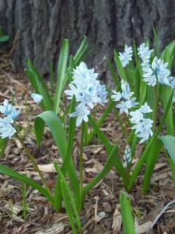 Spring flowering bulb