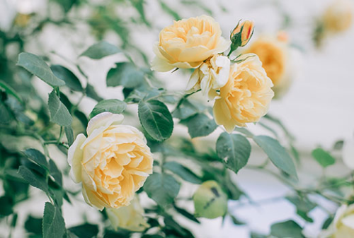 Yellow Roses blooming