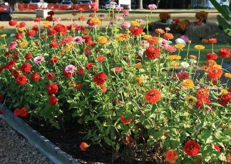 multicolored zinnia flowers