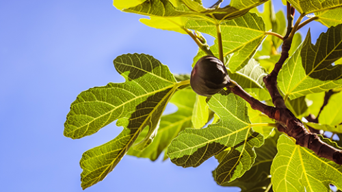 Fig
