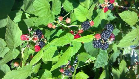 black berries