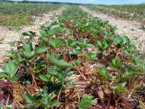 Strawberry plants post renovation