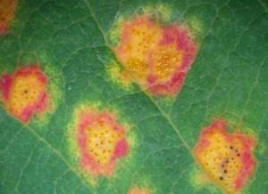 cedar apple rust spots