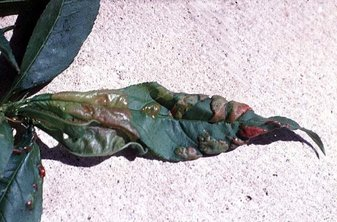 peach leaf curl