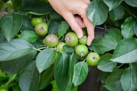 thinning apples