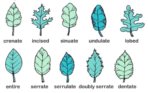 types of leaf margins