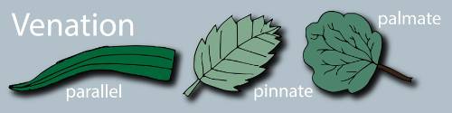 leaf vein patterns