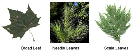 Leaf types