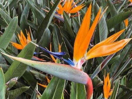 orange flowers