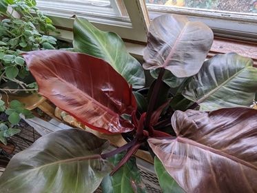 philodendron