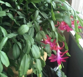 pink holiday cacti