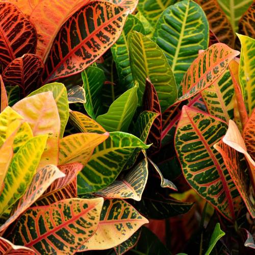 croton plant