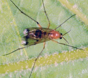 Fungus Gnat