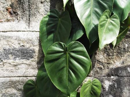 heart shaped leaves