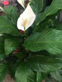 white lily blooming with leaves