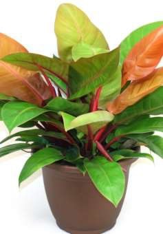 Prince of Orange Philodendron