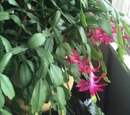 pink christmas cactus bloom