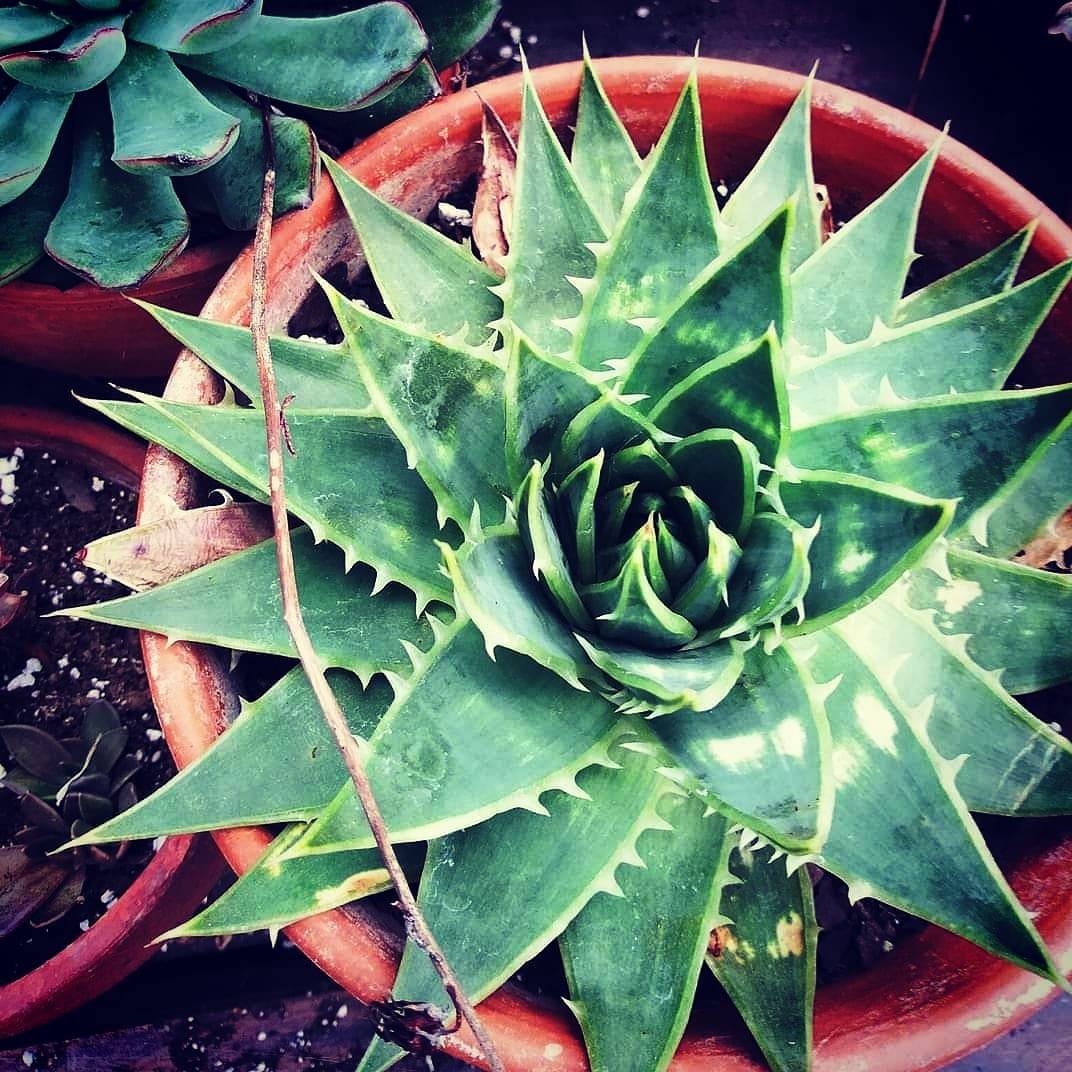 aloe plant