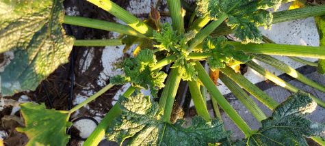 bugs on plant