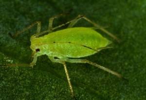 green aphid
