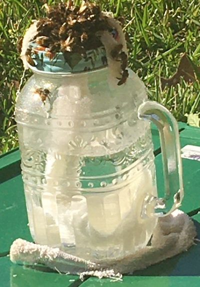bee feeder