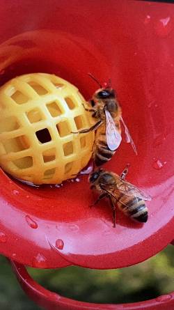 bees on feeder