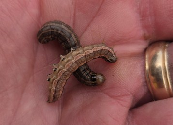 bronze cutworm caterpiller