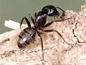black ant