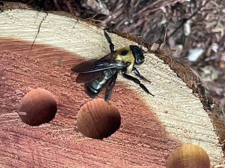 carpenter bee on cedar log