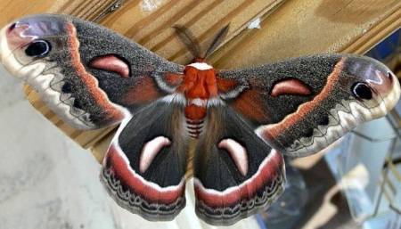moth