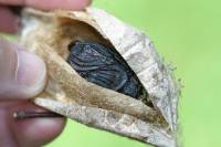 moth cocoon