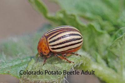 colorado potato beetle adult