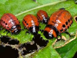 colorado potato beetle larvae