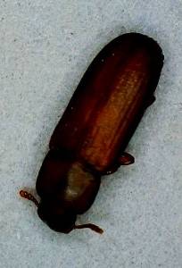 Confused Flour Beetle