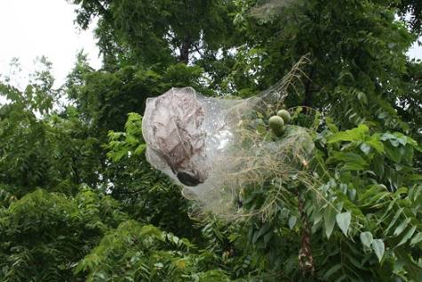 fall webworm in walnut tree