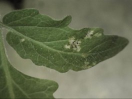 thrip damage on leaf