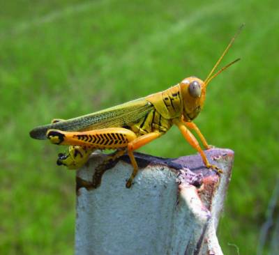 Differential Grasshopper
