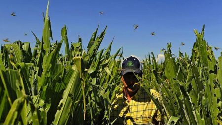 Grasshoppers in cornfield