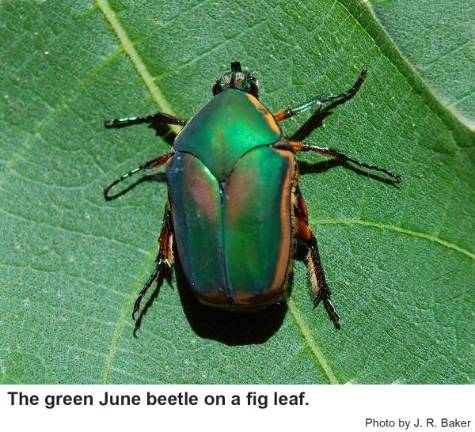 green june bug