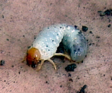 white grub