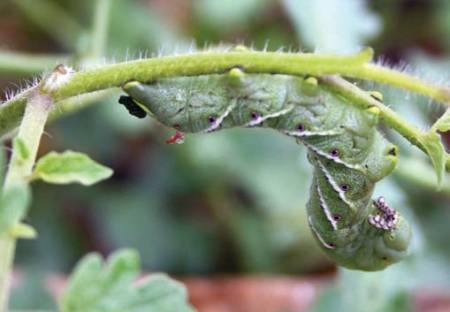 tobacco hornworm on tomato