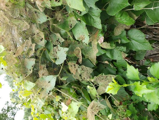 Grapevine eaten by Japanese Beetle