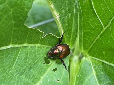 Japanese beetle