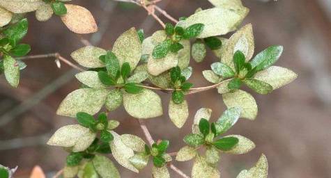 lace bug damage to tree