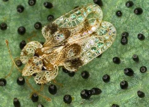 lace bug adult