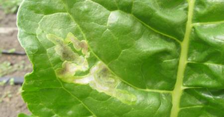 leaf miner damage on leaf